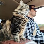 Thank You 20 maine coon owner