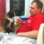 Christopher Allen 8 maine coon owner